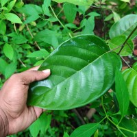 Shorea lissophylla Thwaites