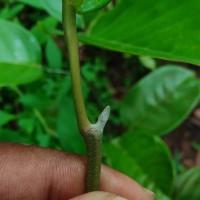 Shorea lissophylla Thwaites