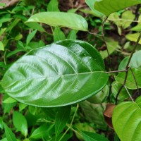 Shorea lissophylla Thwaites