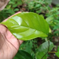 Shorea lissophylla Thwaites