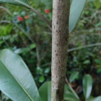 Manilkara zapota (L.) P.Royen