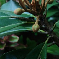 Manilkara zapota (L.) P.Royen