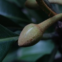 Manilkara zapota (L.) P.Royen