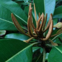 Manilkara zapota (L.) P.Royen