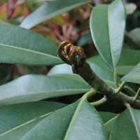 Manilkara zapota (L.) P.Royen