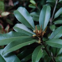 Manilkara zapota (L.) P.Royen