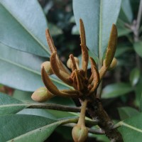 Manilkara zapota (L.) P.Royen