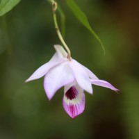 Dendrobium maccarthiae Thwaites