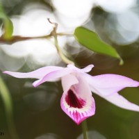 Dendrobium maccarthiae Thwaites