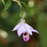 Dendrobium maccarthiae Thwaites