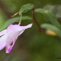 Dendrobium maccarthiae Thwaites