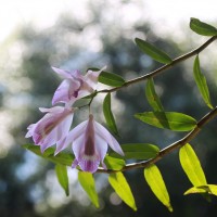 Dendrobium maccarthiae Thwaites