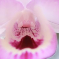 Dendrobium maccarthiae Thwaites