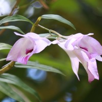 Dendrobium maccarthiae Thwaites