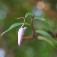Dendrobium maccarthiae Thwaites