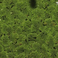 Azolla pinnata   R.Br.
