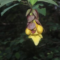 Gmelina philippensis Cham.