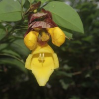 Gmelina philippensis Cham.