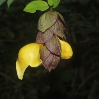 Gmelina philippensis Cham.