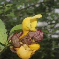 Gmelina philippensis Cham.