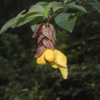 Gmelina philippensis Cham.