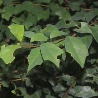 Gmelina philippensis Cham.