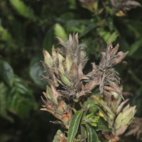 Strobilanthes crispa (L.) Blume