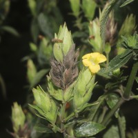 Strobilanthes crispa (L.) Blume