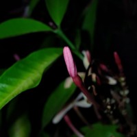Kopsia obscura D.J.Middleton