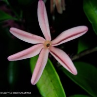 Kopsia obscura D.J.Middleton