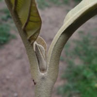 Tectona grandis L.f.