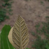 Tectona grandis L.f.