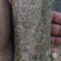 Tectona grandis L.f.