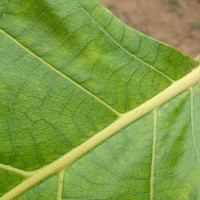 Tectona grandis L.f.