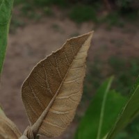 Tectona grandis L.f.