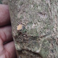 Tectona grandis L.f.