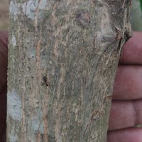 Tectona grandis L.f.