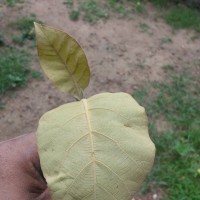 Tectona grandis L.f.