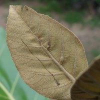 Tectona grandis L.f.
