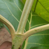 Tectona grandis L.f.