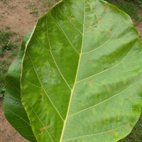 Tectona grandis L.f.