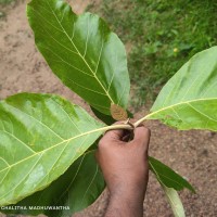 Tectona grandis L.f.