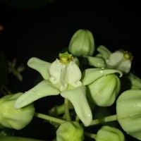 Calotropis gigantea (L.) W.T.Aiton