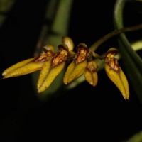 Bulbophyllum elliae Rchb.f.