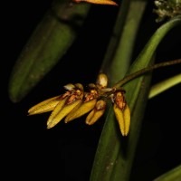 Bulbophyllum elliae Rchb.f.