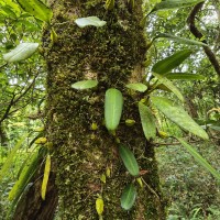 Bulbophyllum elliae Rchb.f.