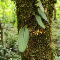 Bulbophyllum elliae Rchb.f.