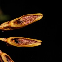 Bulbophyllum elliae Rchb.f.