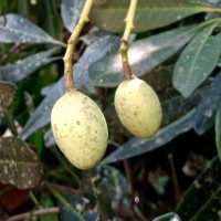 Mangifera zeylanica (Blume) Hook.f.
