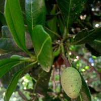 Mangifera zeylanica (Blume) Hook.f.